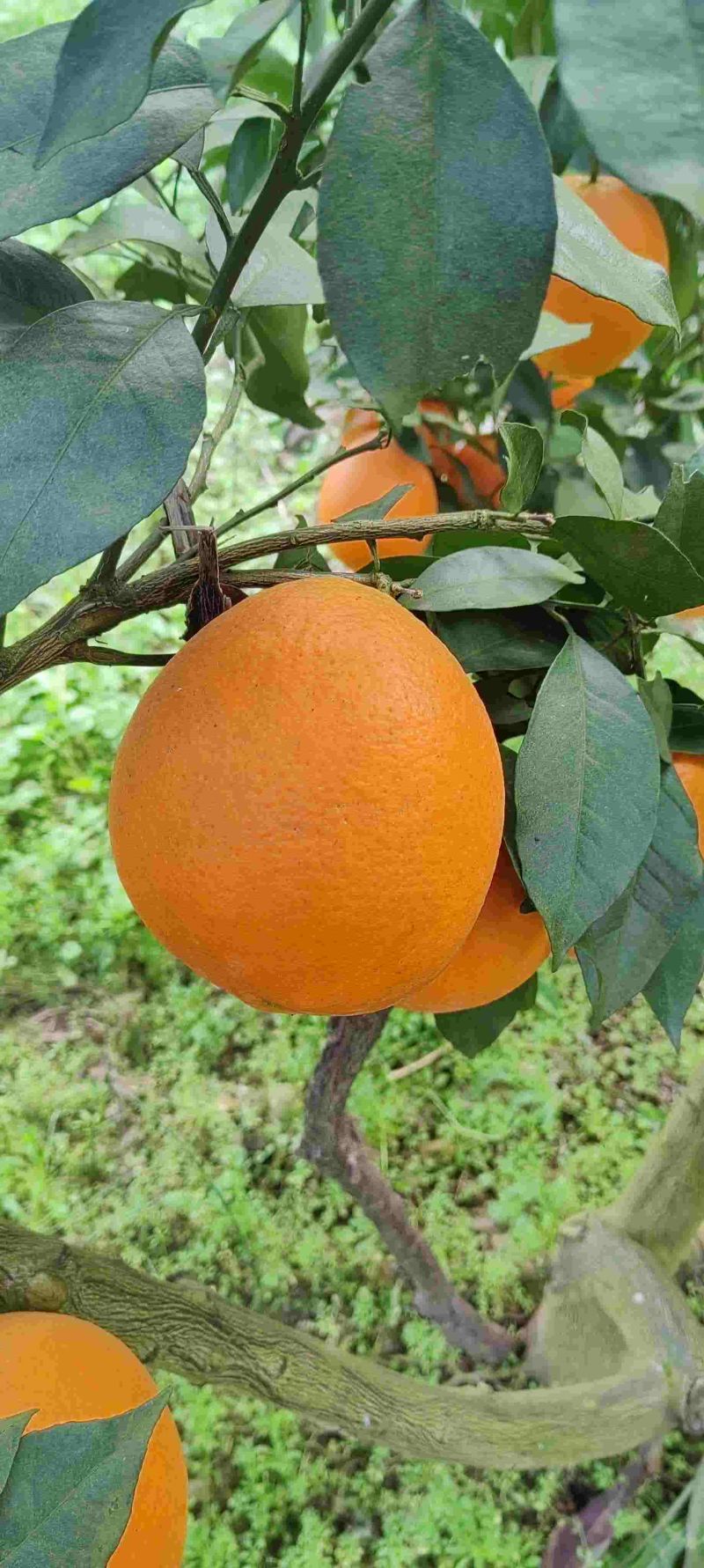 高山精品健康甜橙、自产自销、无其他任何费用