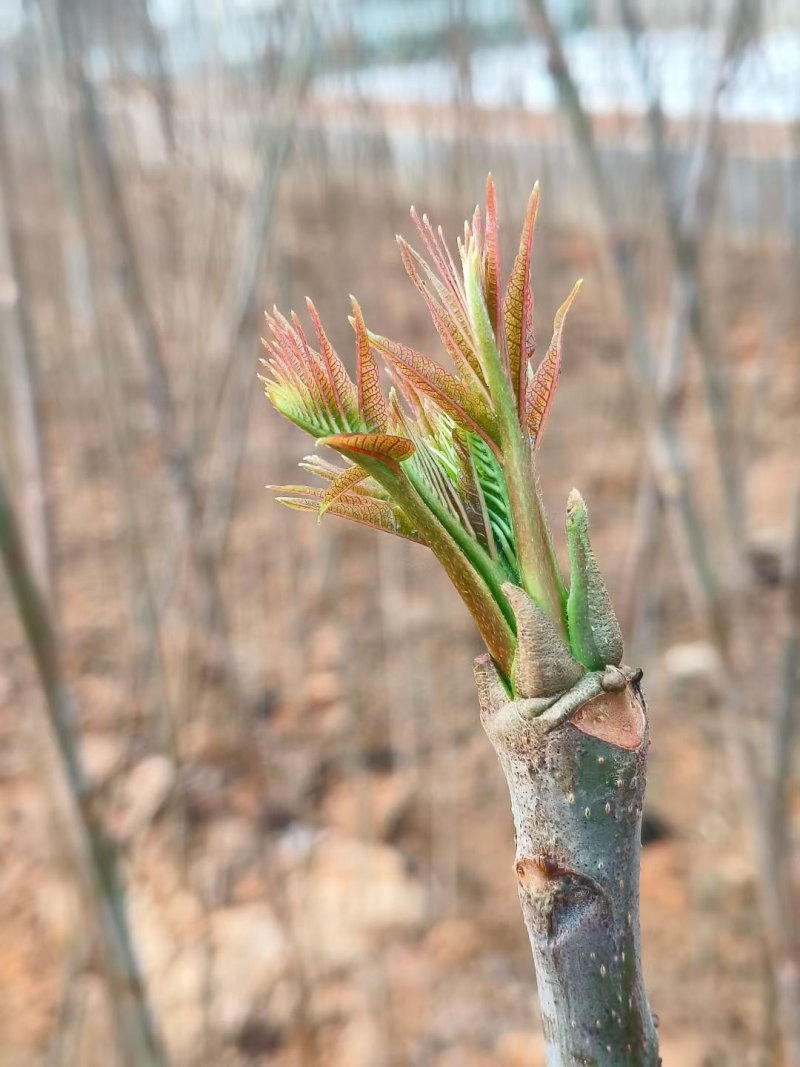 广东香椿种植基地直发香椿芽