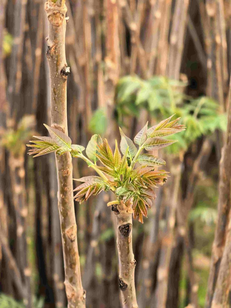 广东香椿种植基地直发香椿芽
