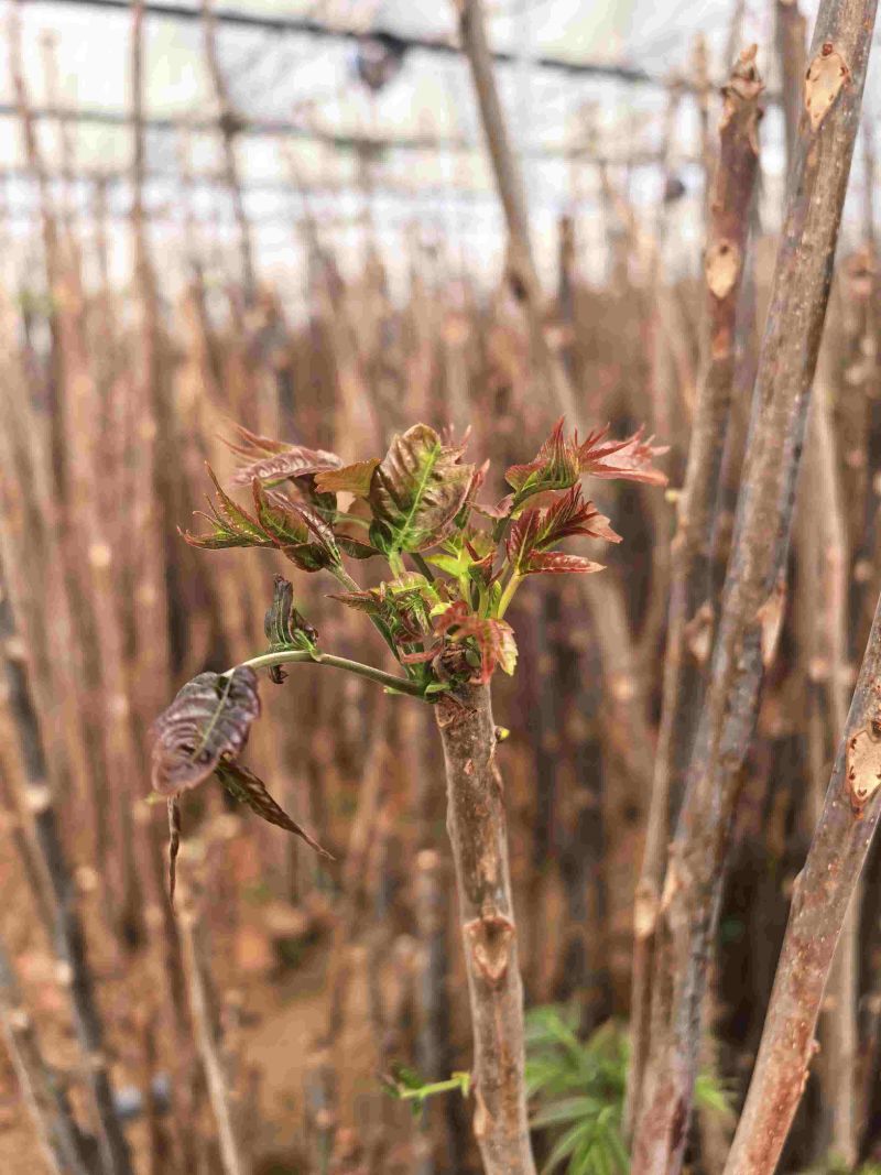 广东香椿种植基地直发香椿芽