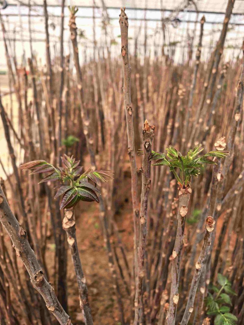广东香椿种植基地直发香椿芽