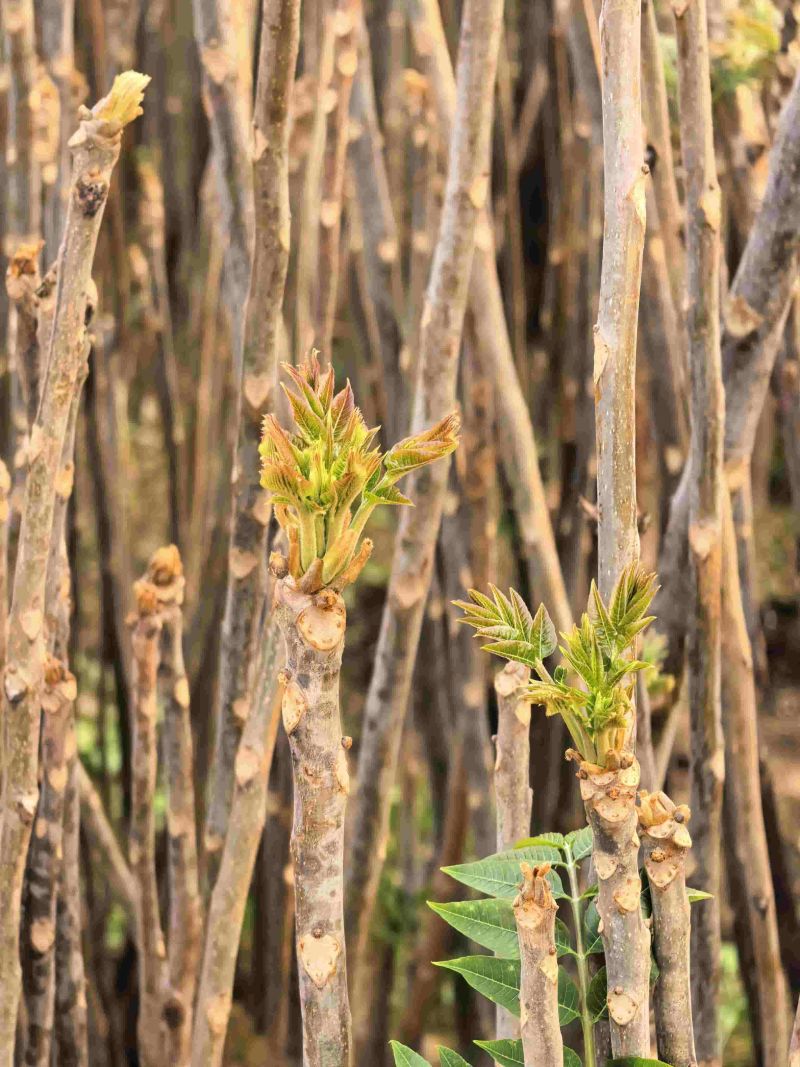 广东香椿种植基地直发香椿芽