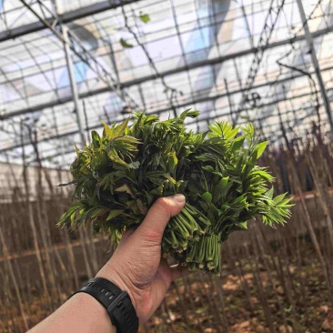 广东香椿种植基地直发香椿芽