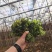 广东香椿种植基地直发香椿芽