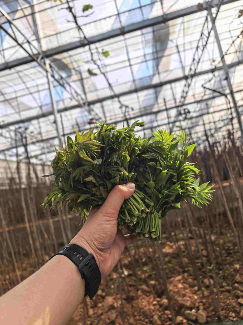 广东香椿种植基地直发香椿芽