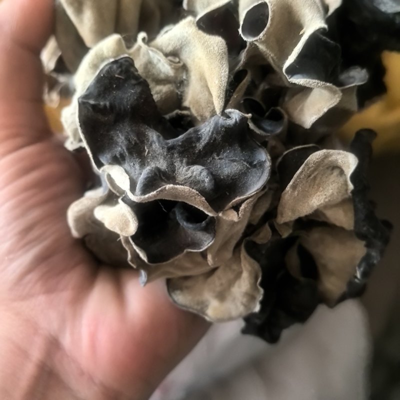 精品头茬毛木耳脆木耳