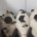 双斑油葫芦蟋蟀