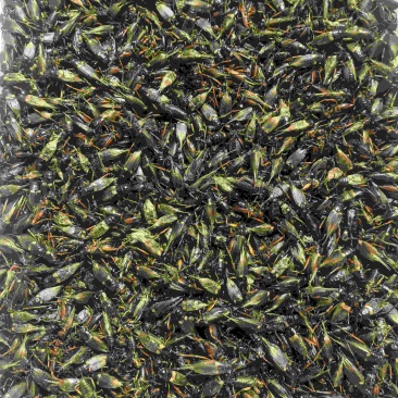 双斑油葫芦蟋蟀