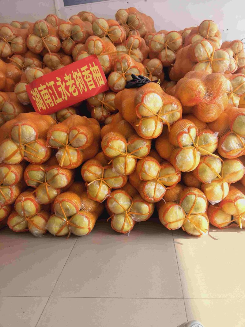 湖南永州江永老树香柚