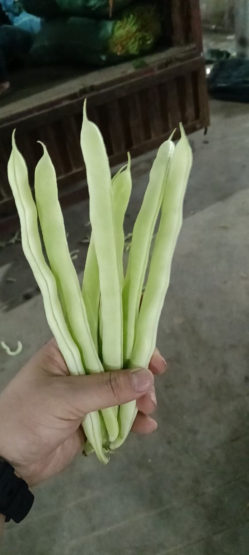 扁豆