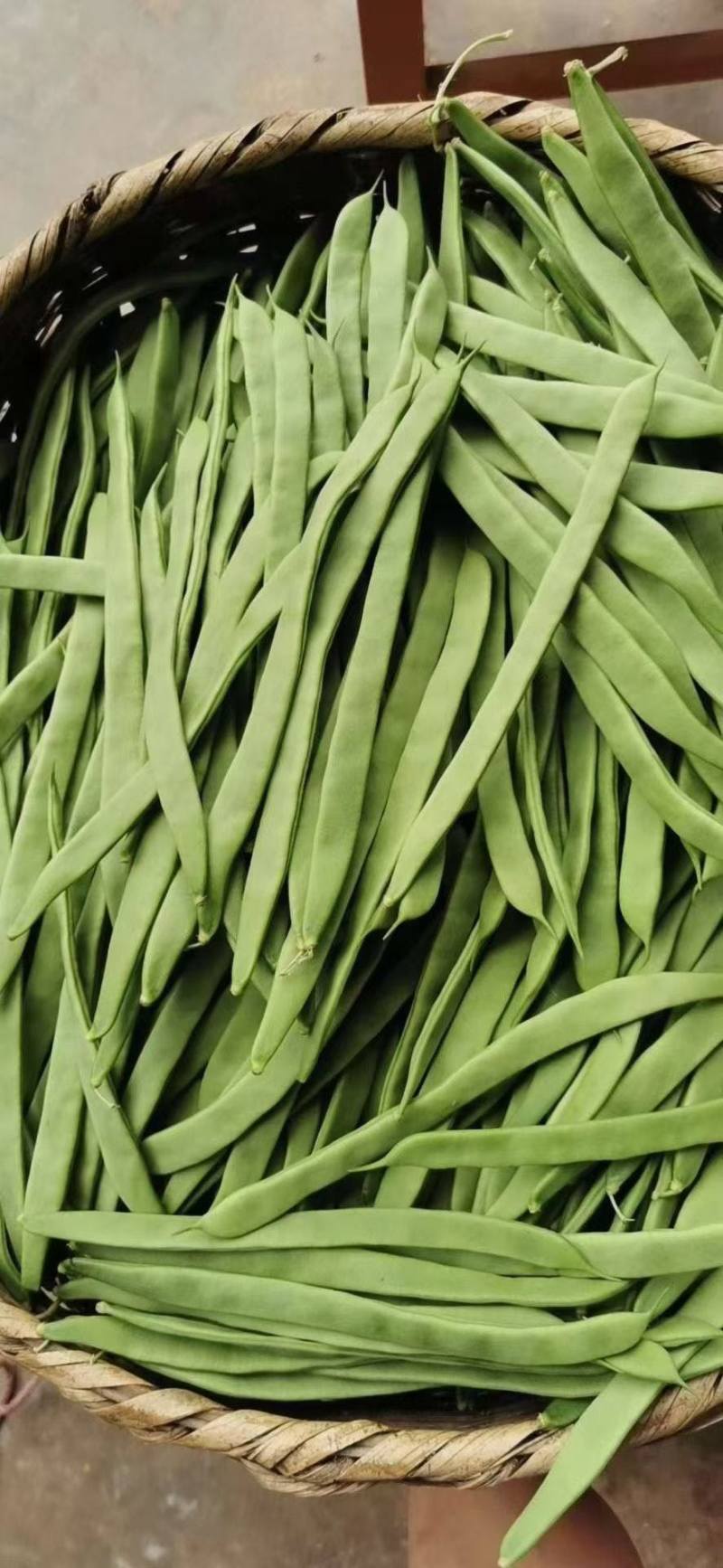 扁豆