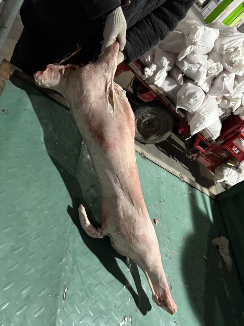 内蒙羊酮体，10-80斤可以挑，