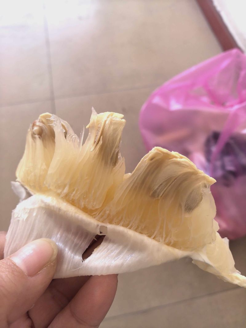 江永老树香柚