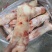 母猪二级猪蹄13个左右5吨左右1万＋