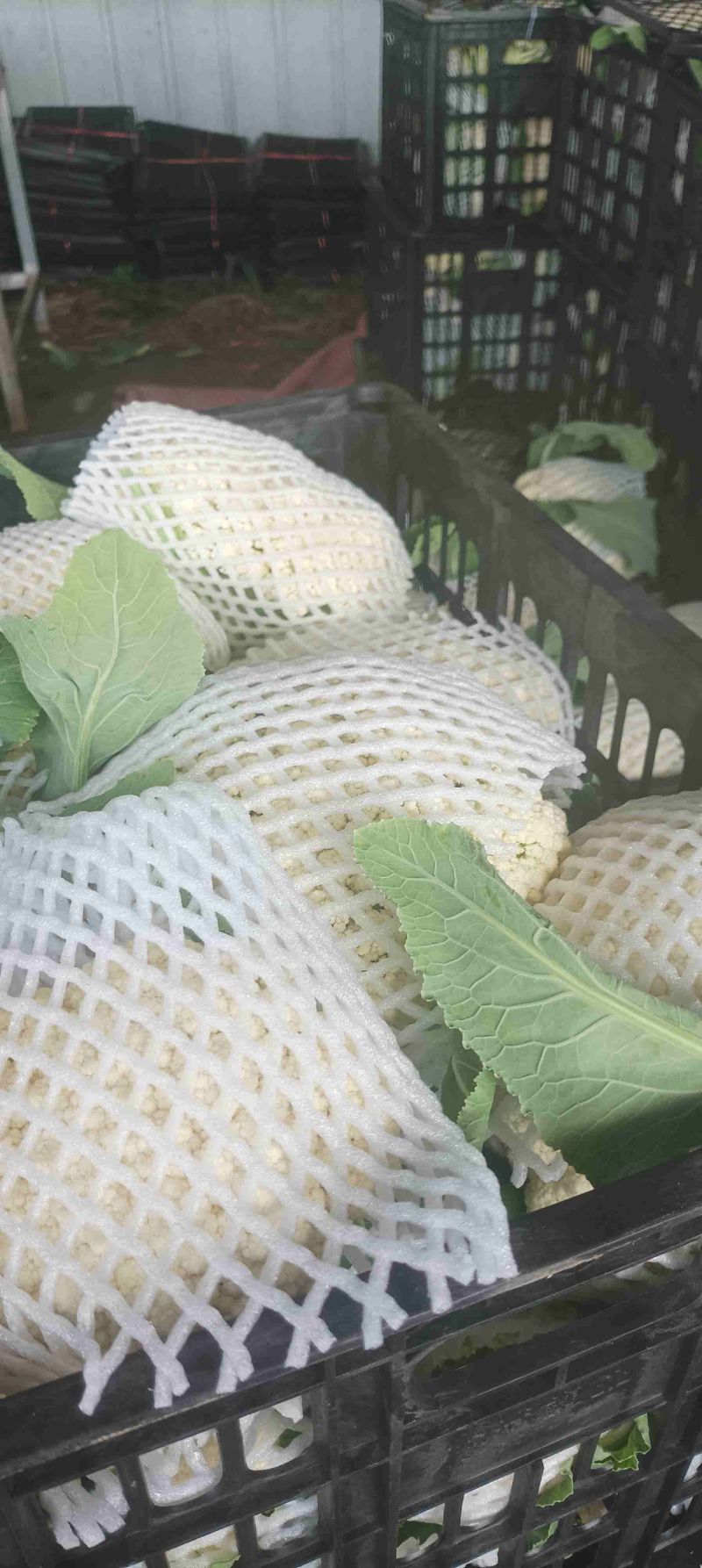 花菜大量供应，保质量代发代办。