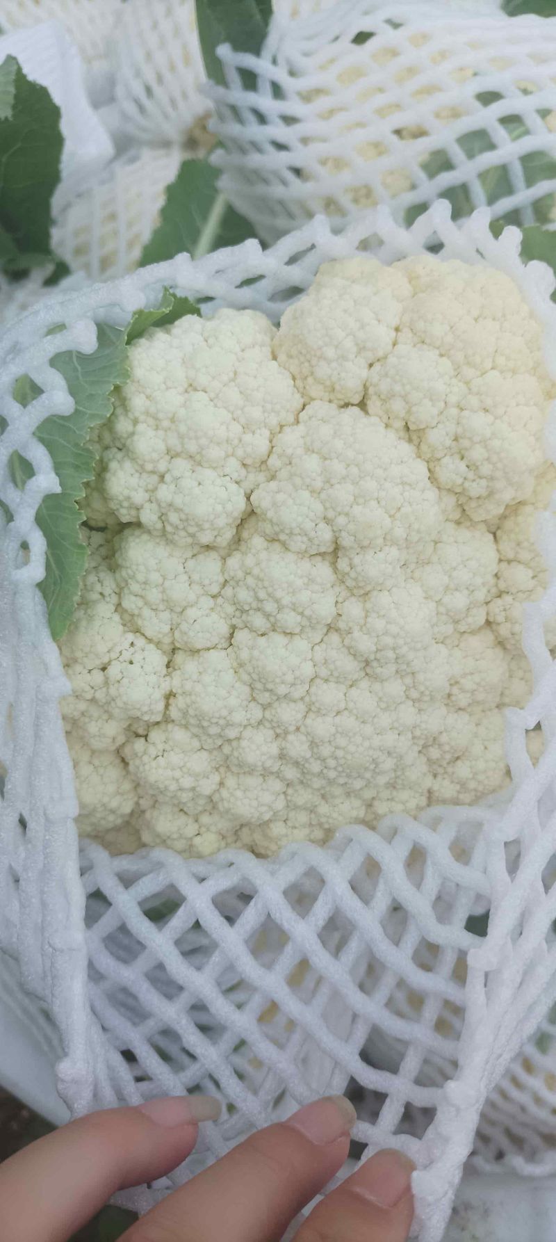 花菜大量供应，保质量代发代办。