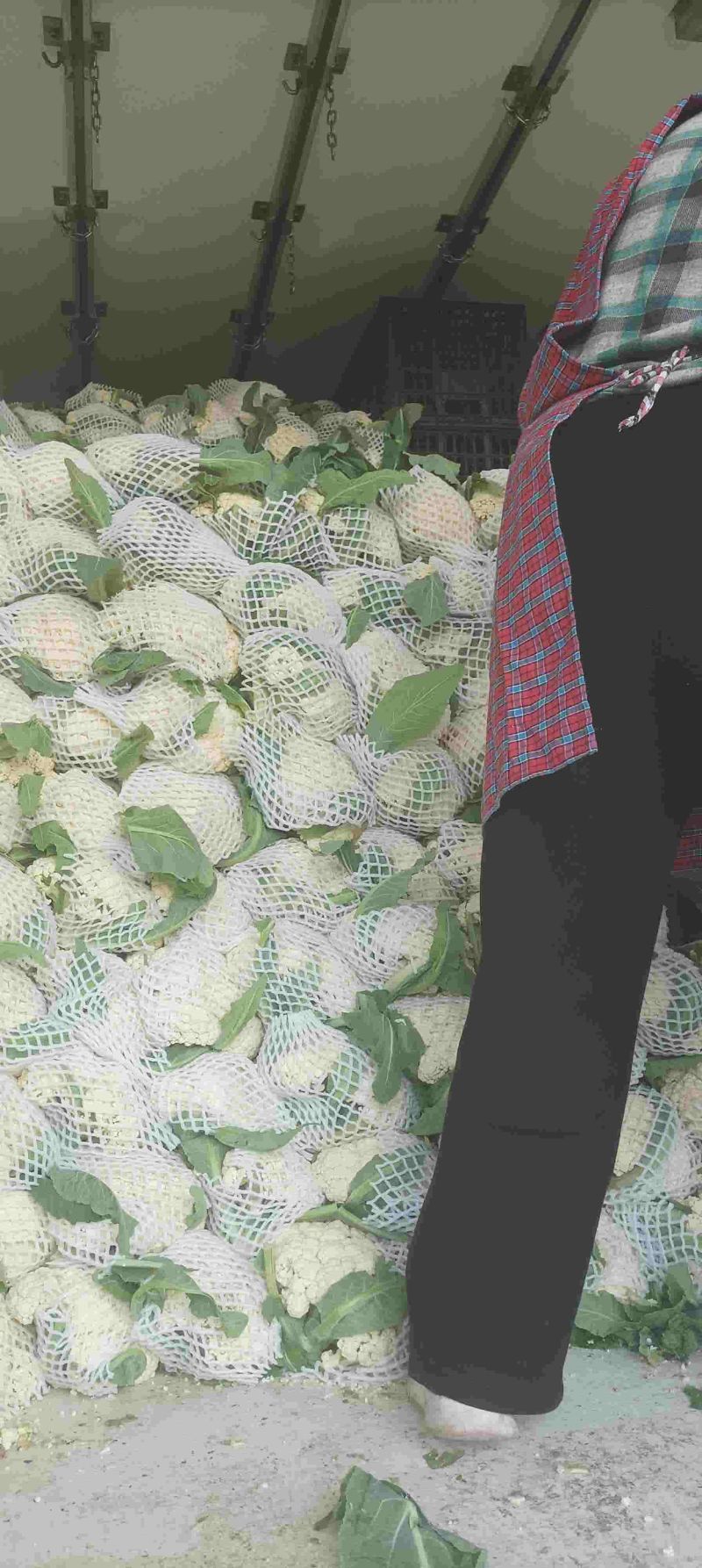 花菜大量供应，保质量代发代办。