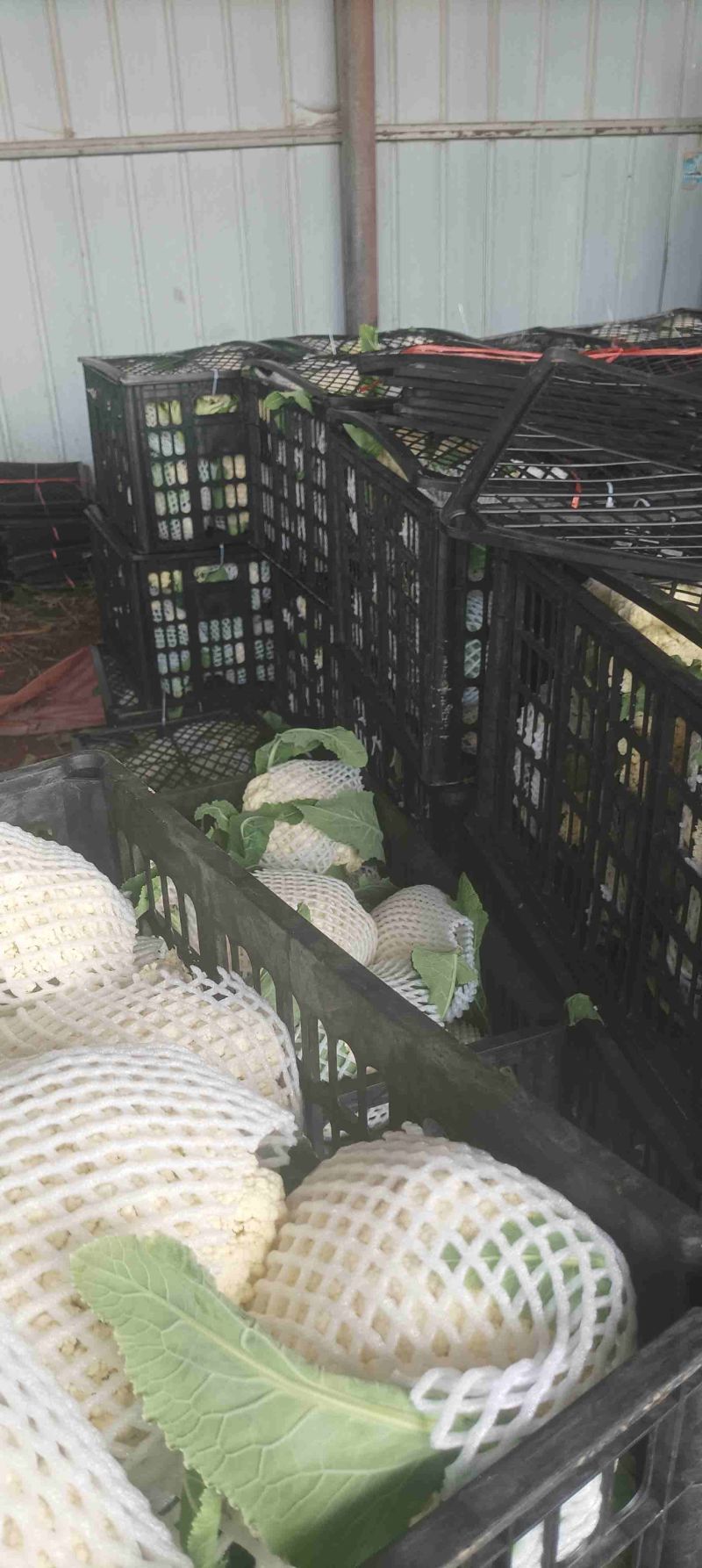 花菜大量供应，保质量代发代办。