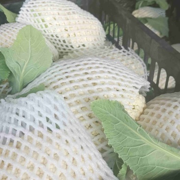 花菜大量供应，保质量代发代办。
