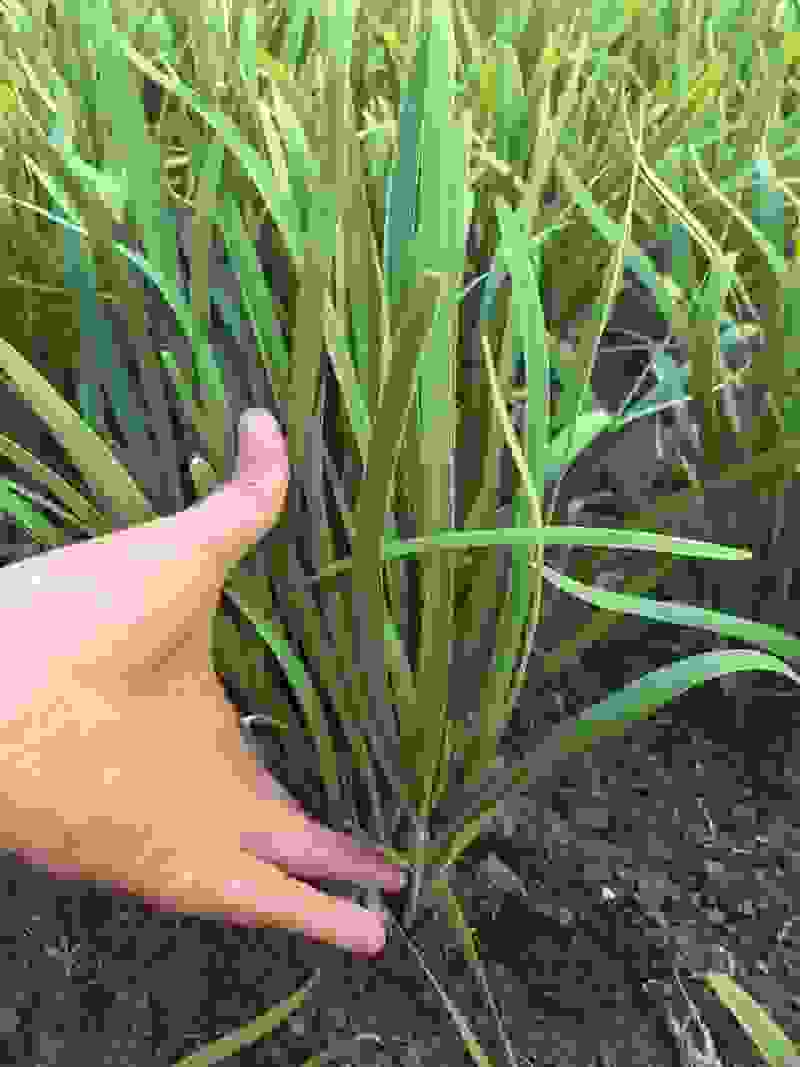精品韭菜批发