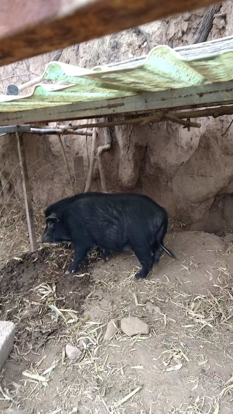 出售藏香猪