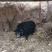 出售藏香猪