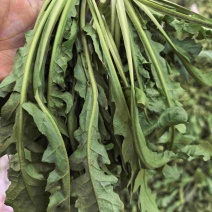 荠菜