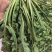 荠菜
