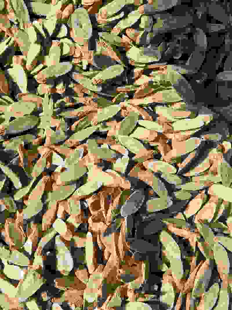 精选黄芪片量大从优