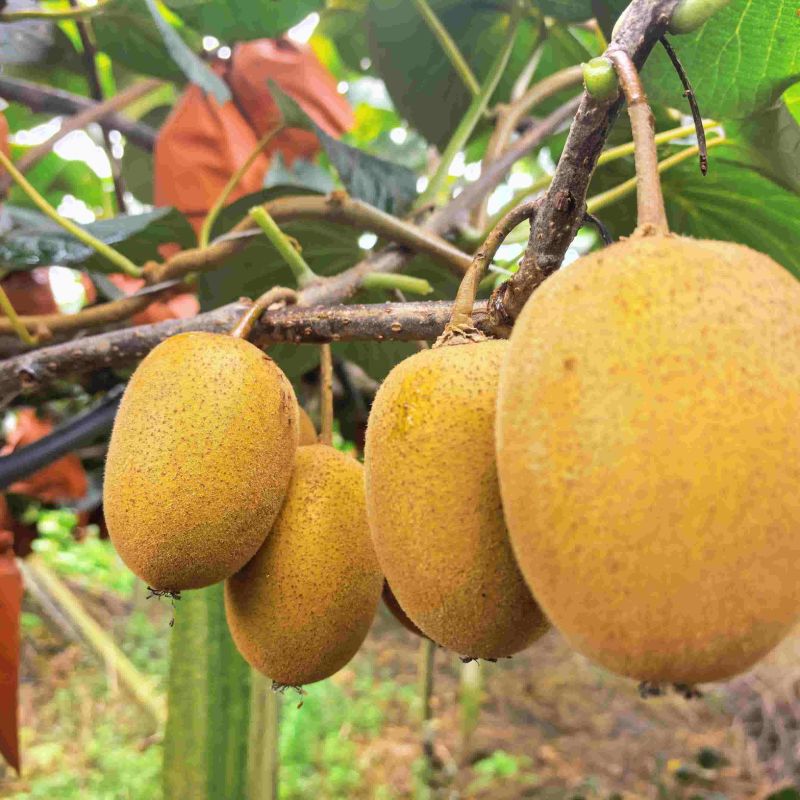 黄心猕猴桃