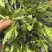 荠菜