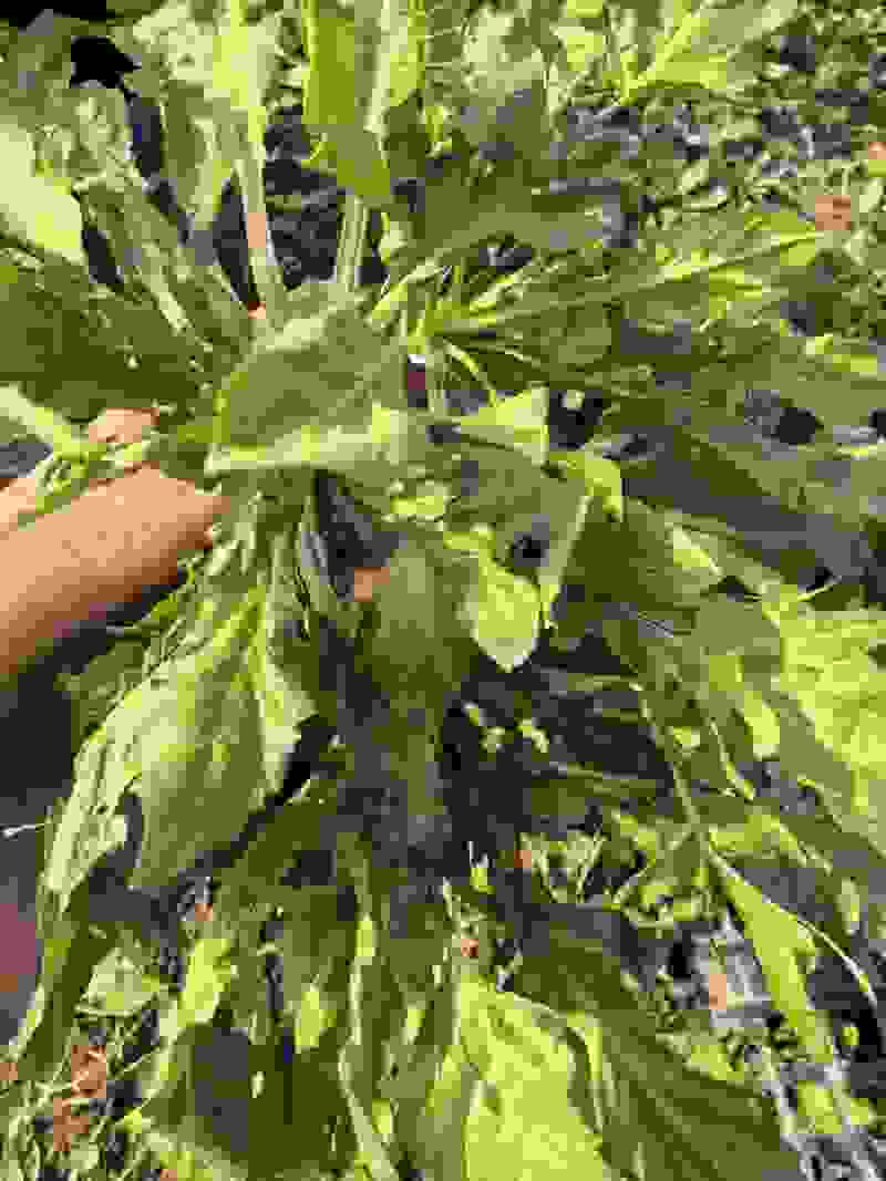 荠菜