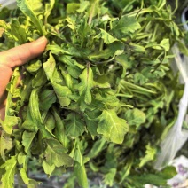荠菜