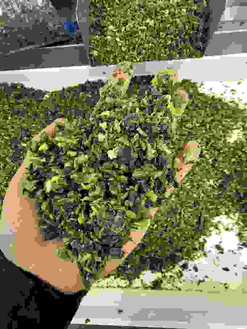 荠菜馅