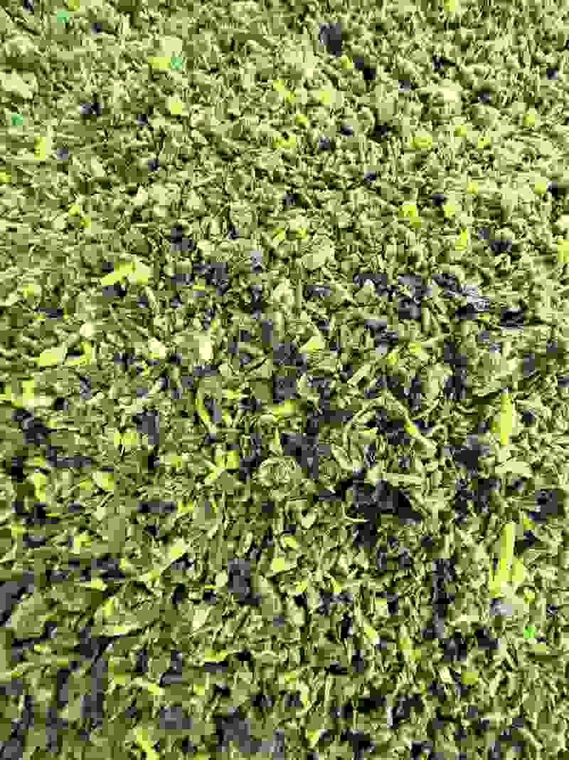 荠菜馅