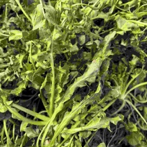 荠菜