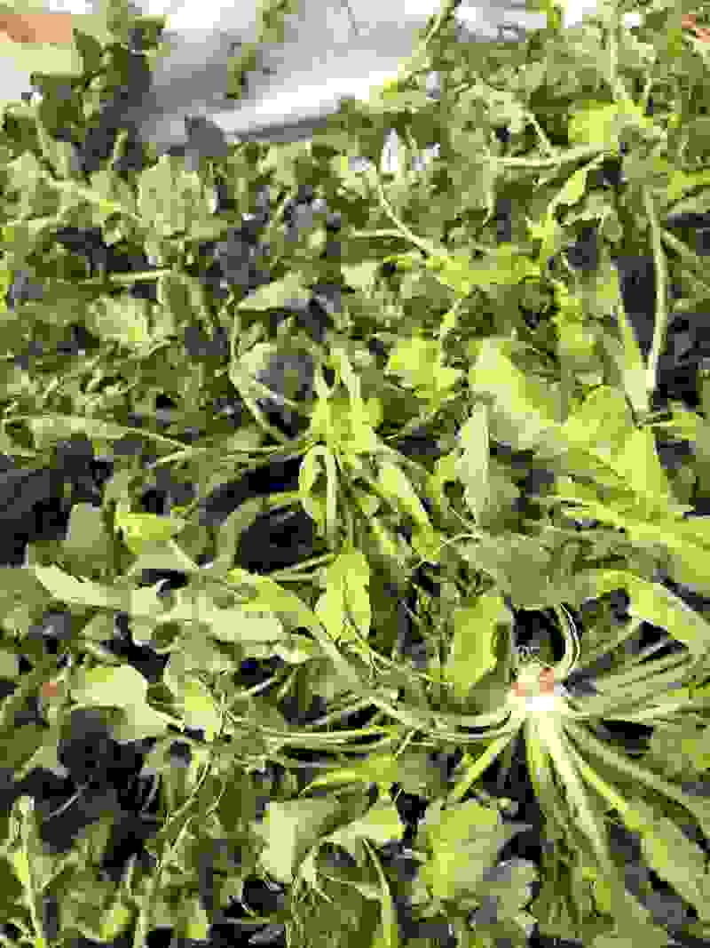 荠菜