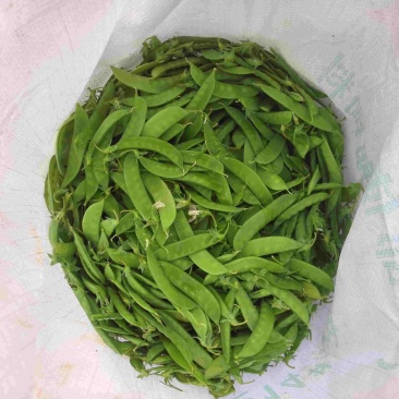 云南省建水县荷兰豆