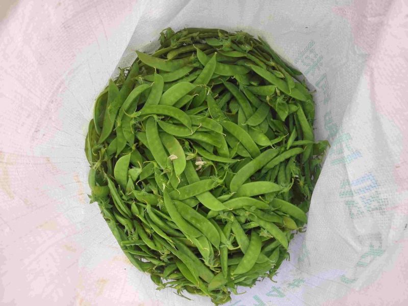 云南省建水县荷兰豆