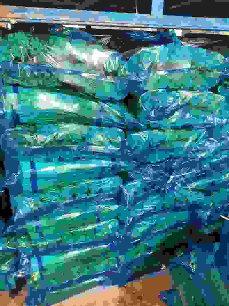 金乡红帽蒜苔