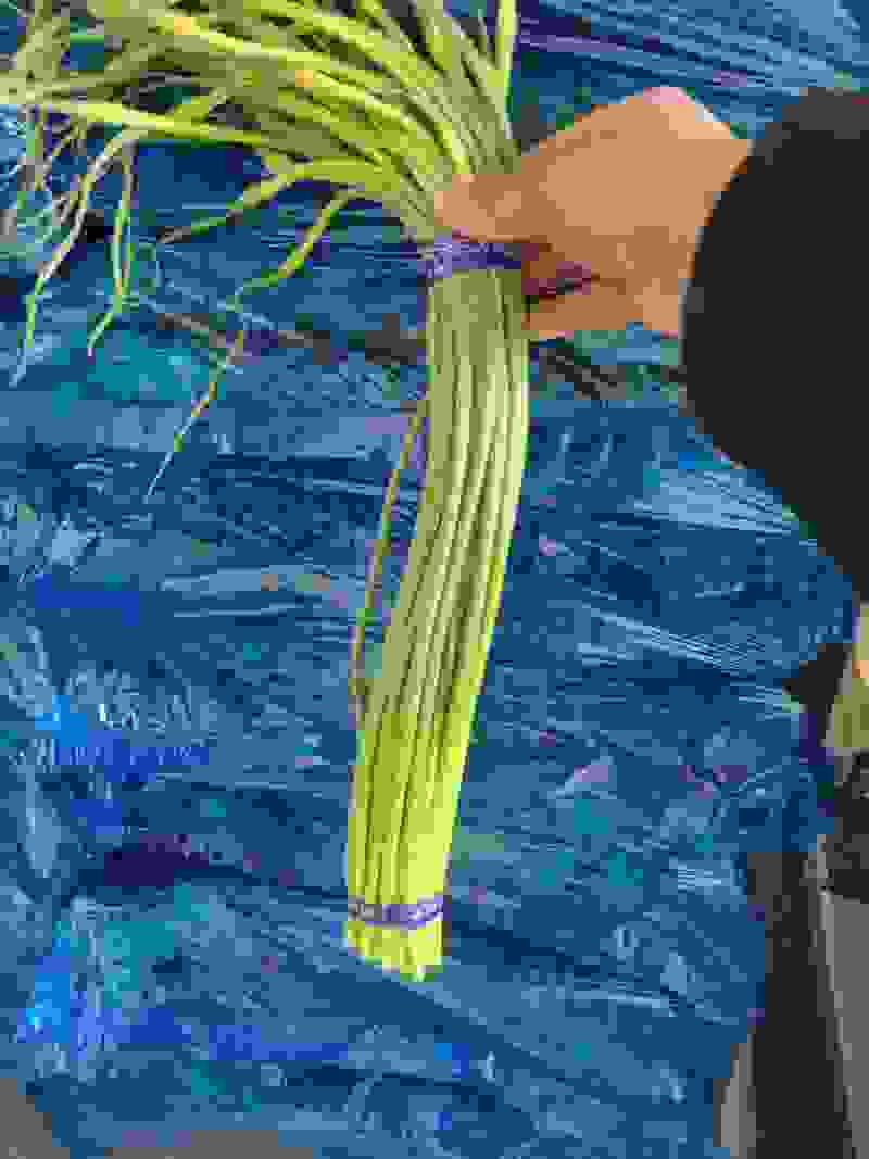 金乡红帽蒜苔