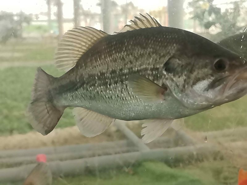 鲈鱼销售