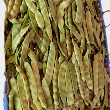 一点好油豆现摘现发
