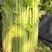 芹菜