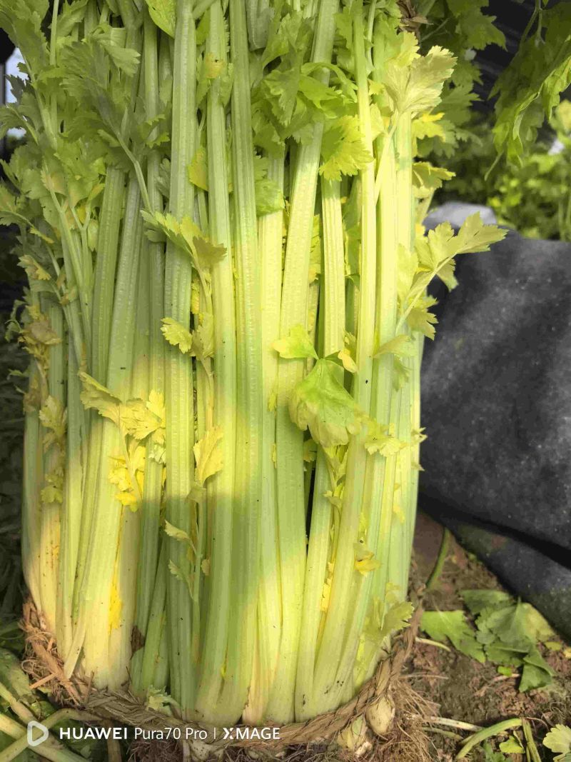 芹菜
