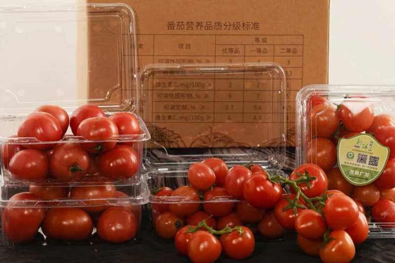 北京延庆蔬菜基地串红西红柿