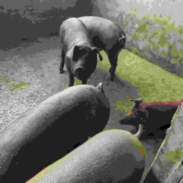 内蒙古赤峰克旗本地黑猪，个人喂养