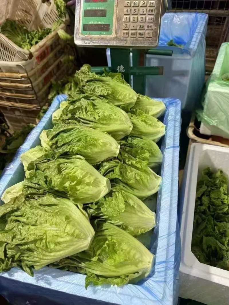 油麦菜