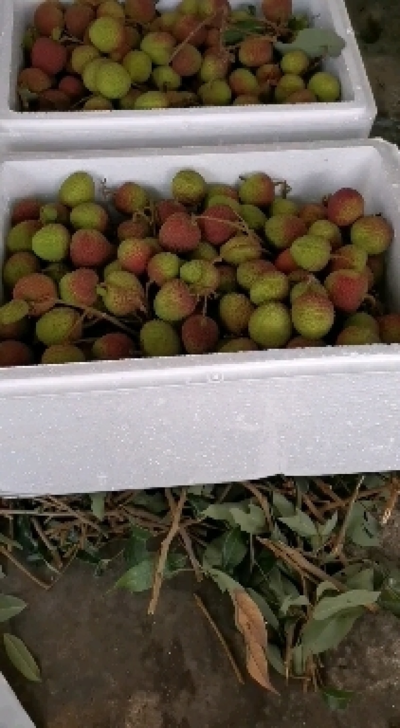 妃子笑荔枝