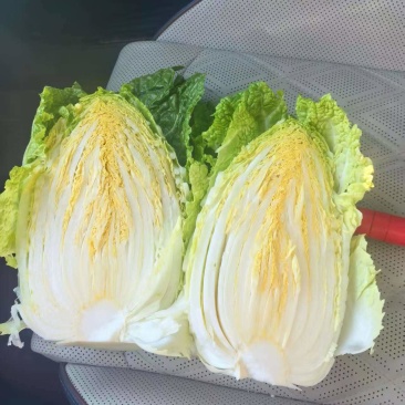 云南花心大娃。直接基地供应没有中间商